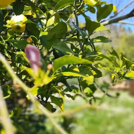 Casa Limon